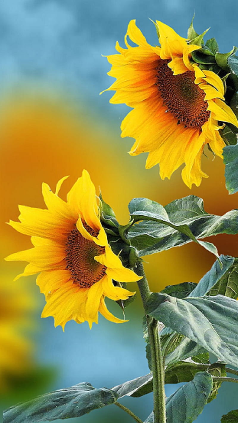 Sunflowers, summer, yellow, HD phone wallpaper | Peakpx