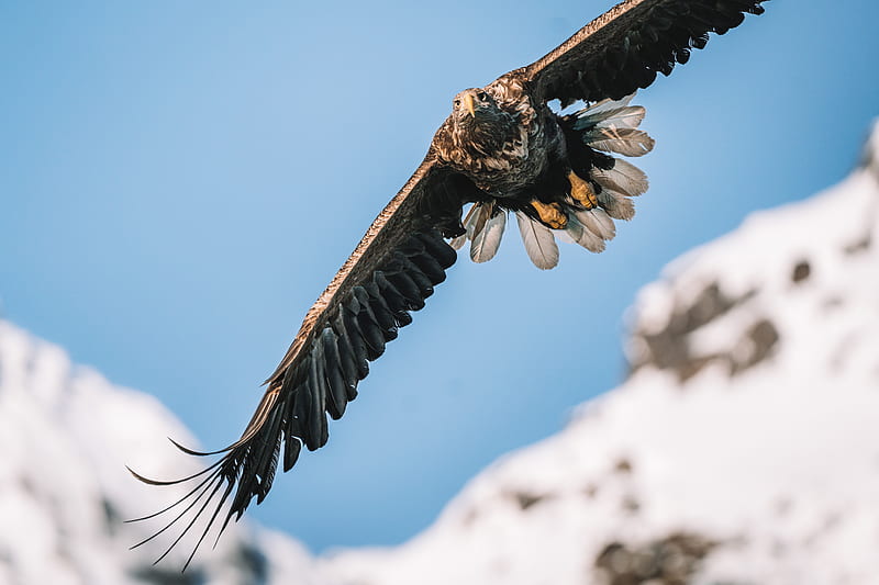 brown and white eagle flying during daytime, HD wallpaper