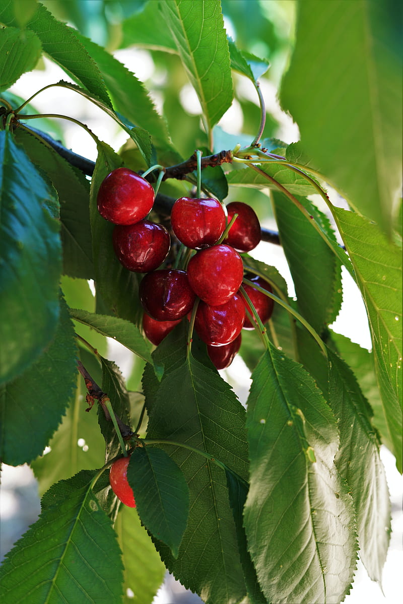 sweet cherry, cherry, fruit, branch, leaves, HD phone wallpaper