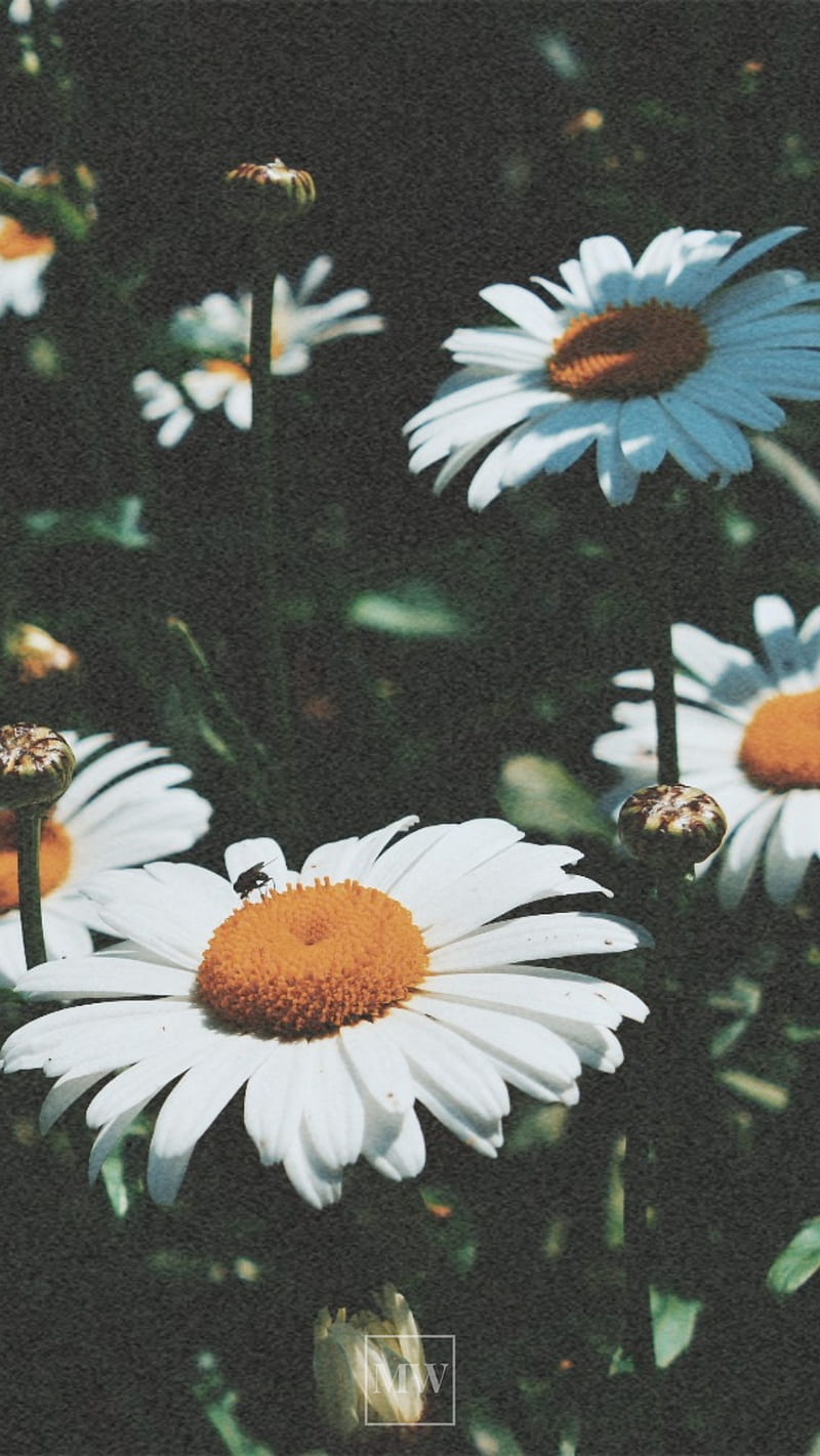 Cicek, daisy, flower, flowers, good morning, morning, graphy, HD phone wallpaper