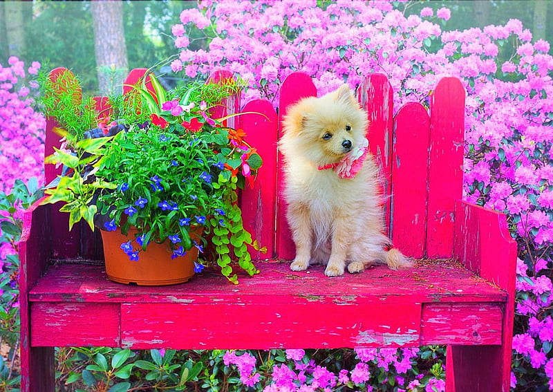 Puppy in Colorful Garden, bench, blossoms, flowers, dog, pot, HD wallpaper