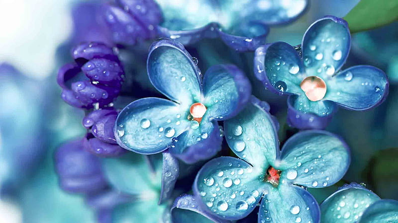 Closeup View Of Violet Flowers With Water Drops Beautiful Hd Wallpaper Peakpx