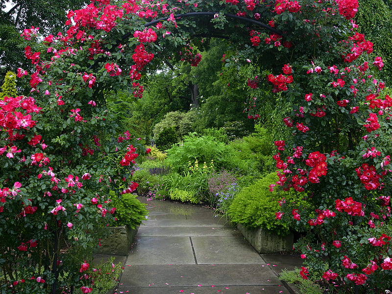 Cleveland Botanical Garden, red, cleveland, botanical garden, roses, green, pathway, usa, plants, flowers, HD wallpaper