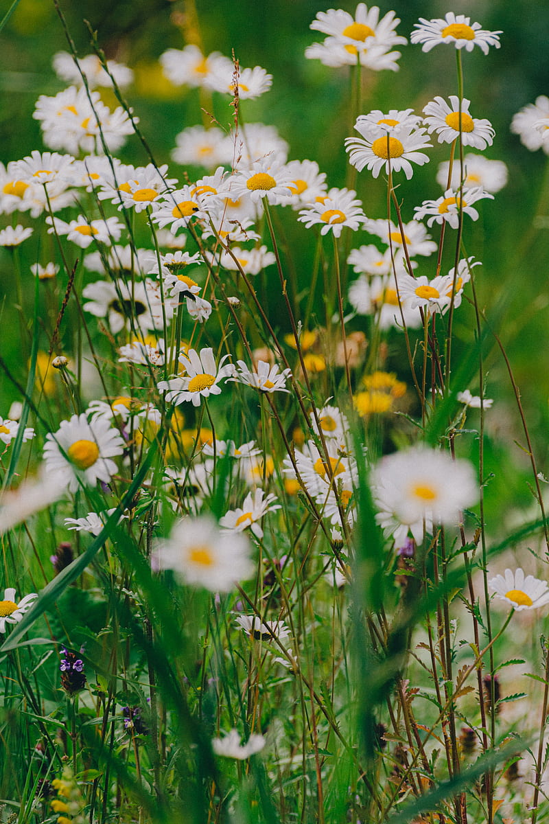 daisies, wildflowers, flowers, grass, HD phone wallpaper