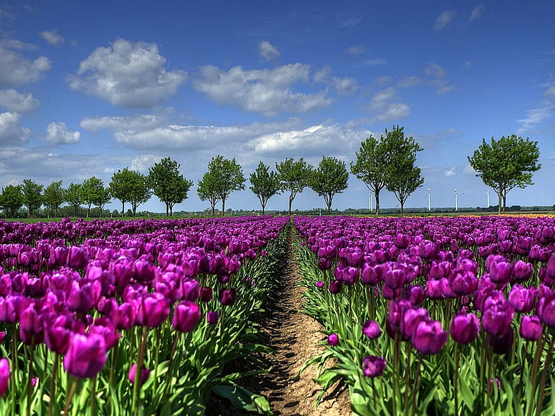Field of Purple Tulips, purple, flowers, nature, tulips, trees, clouds, field, HD wallpaper