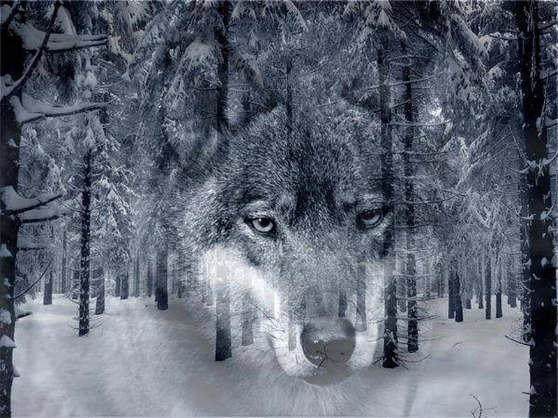 Spirit of the Forest, forest, Spirit, snow, nature, Wolf, HD wallpaper