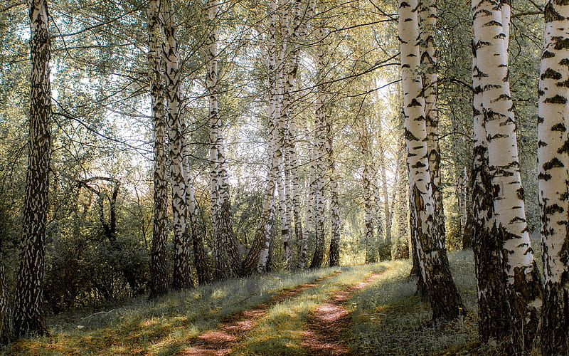 Earth, Forest, Birch, Path, Tree, HD wallpaper