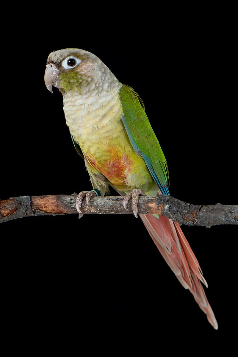 Cinnamon Green Cheek Conure. Conure, Conure Parrots, Conure Bird, HD phone wallpaper