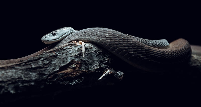 Snake, reptile, animal, dark, HD wallpaper