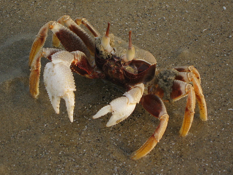 Mr. Crab, crab mambo, cute crab, HD wallpaper