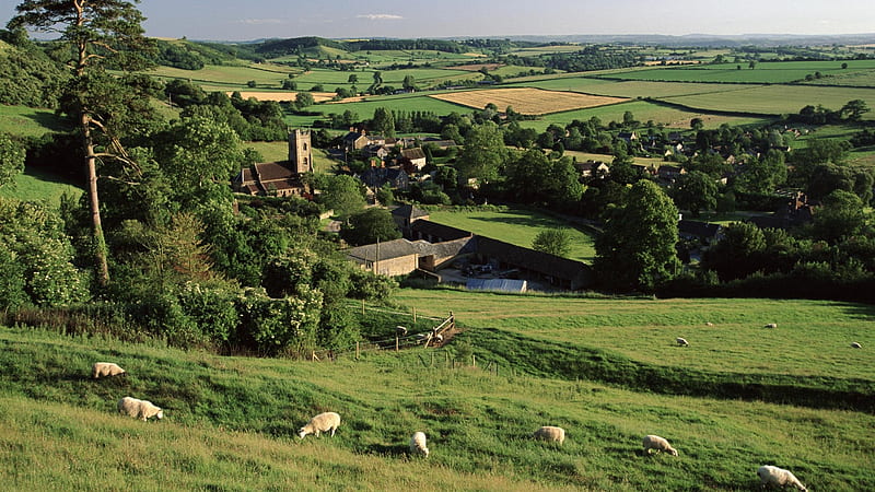 Corton Denham, Somerset, England, Somerset, Corton Denham, Sheep, England, Landscape, Trees, Church, Farm, Fields, HD wallpaper