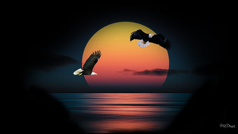 Northwest Sunset, eagles, sun, sound, ocean, flight, birds, firefox persona, sunset, cloud sunsets, sea, water, reflection, bay, night, HD wallpaper