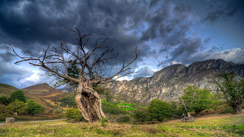 wonderful scary tree, mountain, tree, gnarled, grass, bench, road, HD wallpaper