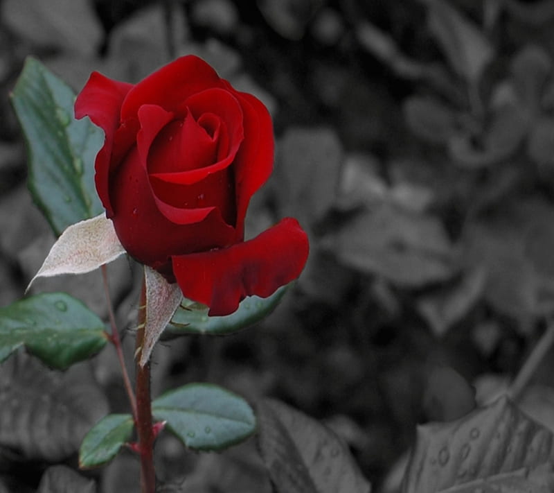 Red Rose, HD wallpaper