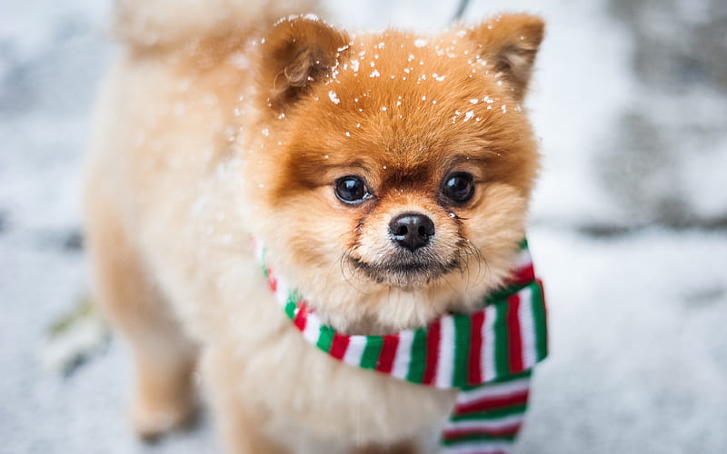 spitz, puppy, dogs, winter, pomeranian, pets, cute animals, HD wallpaper