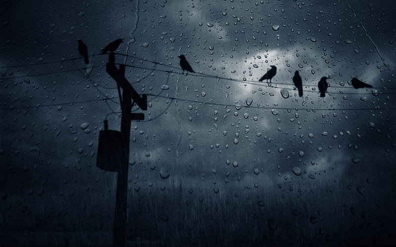 Rain Birds, birds, electricity, rain, wires, HD wallpaper