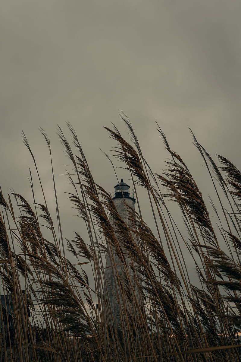 lighthouse, building, reed, grass, HD phone wallpaper