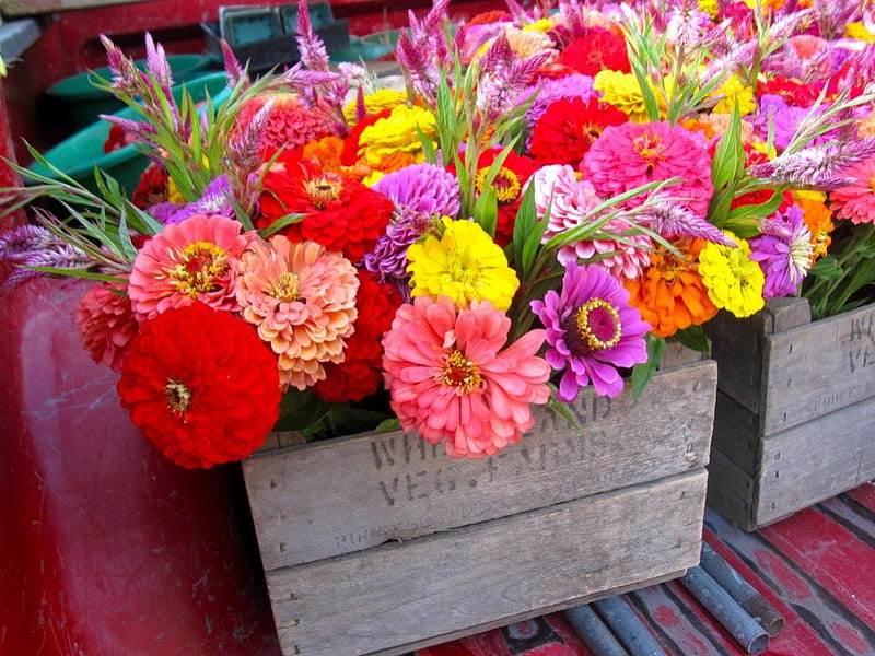 Flower Boxes, variety, flowers, wooden crates, boxes, HD wallpaper
