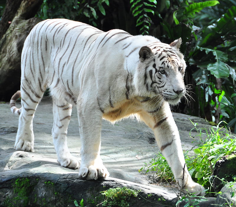 bengal tiger, tiger, predator, big cat, HD wallpaper
