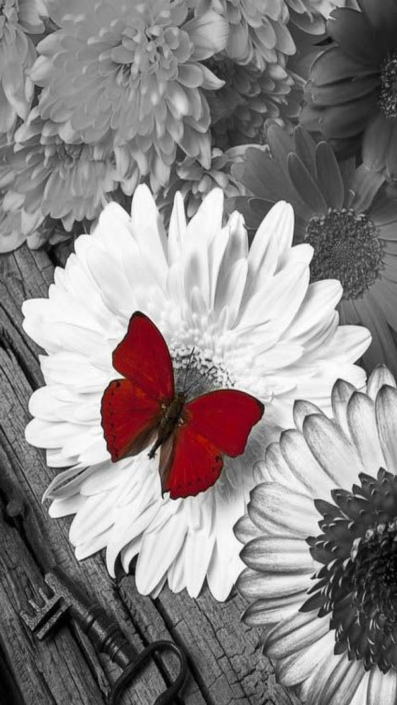 Red butterfly, HD phone wallpaper