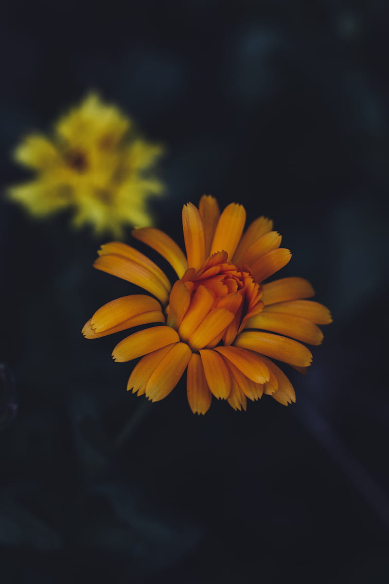flower, yellow, petals, bloom, HD phone wallpaper