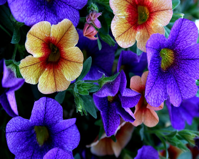 flowers, nature, purple, petunia, HD wallpaper