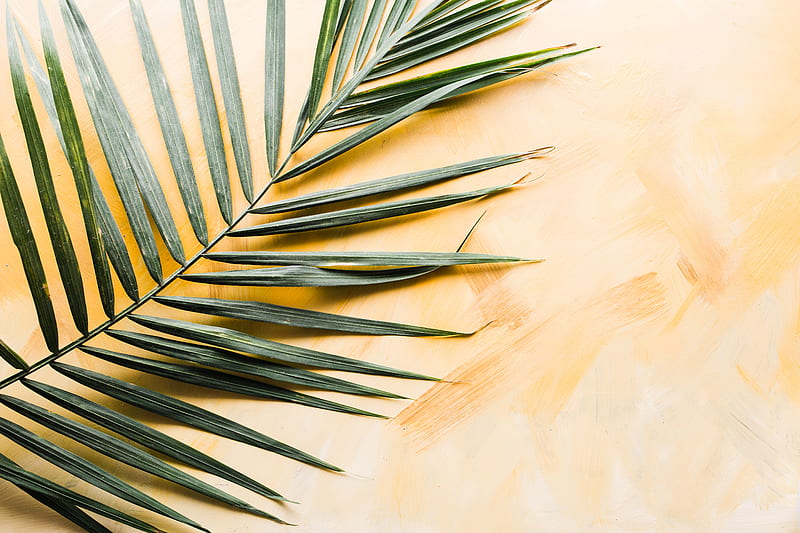 palm leaf, HD wallpaper