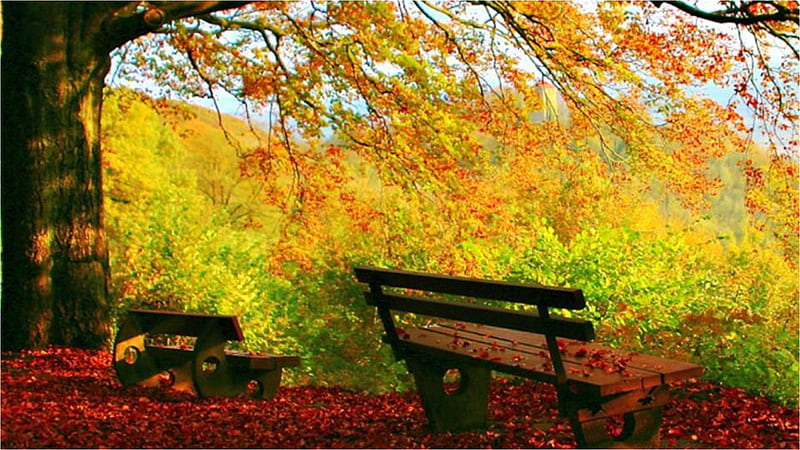 Sit here, tree, autumn, nature, seat, HD wallpaper | Peakpx