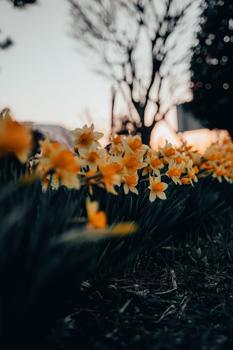 daffodils, flowers, spring, plant, HD phone wallpaper