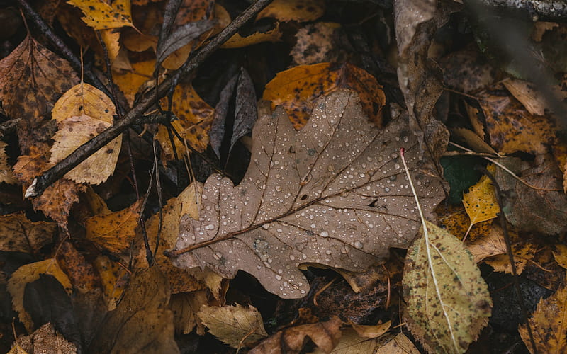 fallen leaf, autumn, dry leaves, drops of dew, HD wallpaper