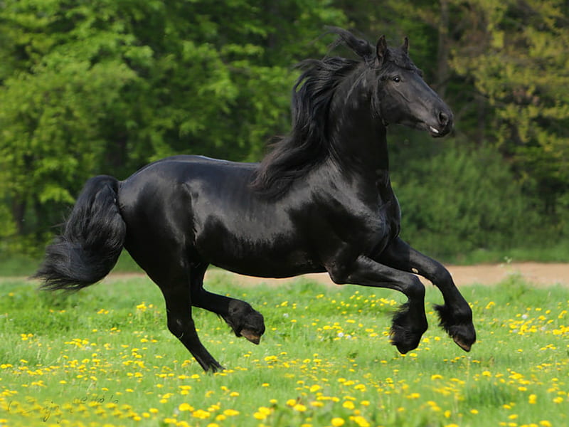 Black Beauty, horses, HD wallpaper | Peakpx