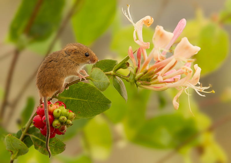 Mouse, red, animal, cute, manita maicii domnului, green, berry, summer, pars, flower, rodent, harvest mouse, HD wallpaper