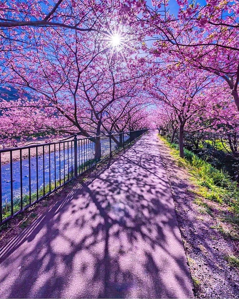 Cherry Blossoms, pretty, japan, sakura, cherry blossom, nature, pink, HD phone wallpaper