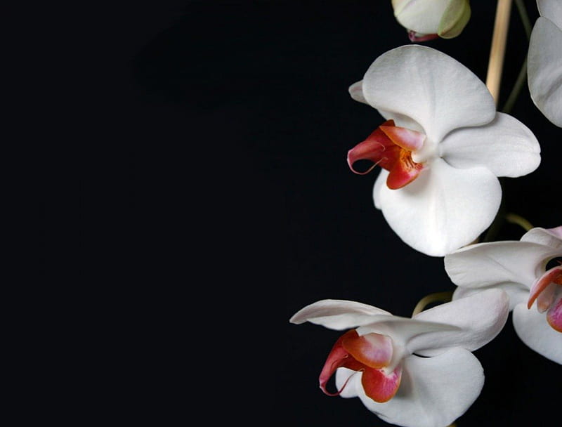 WHITE ORCHID, right side, black background, HD wallpaper