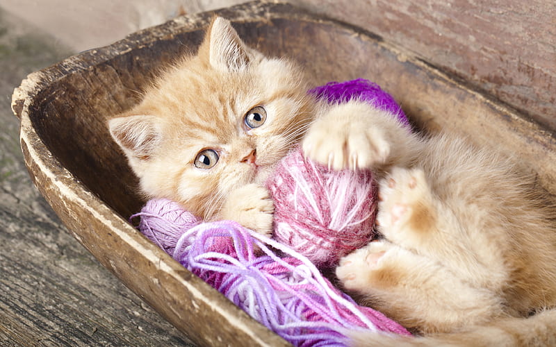 Persian Cat ball of threads, kitten, pets, fluffy kitten, domestic cats, Persian Kitten, cats, HD wallpaper