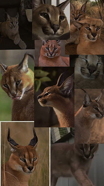 Big Floppa Is Calling Funny Caracal Big Cat Meme Poster