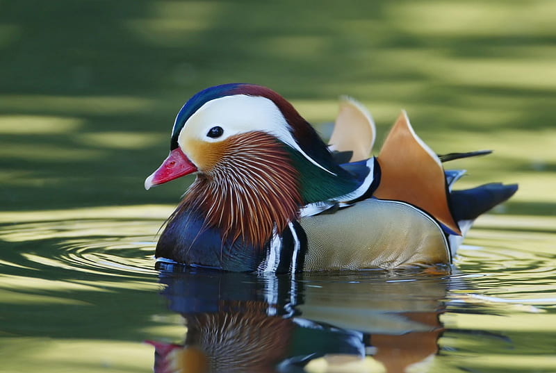 Mandarin duck, red, orange, black, lake, water, green, bird, white, HD wallpaper