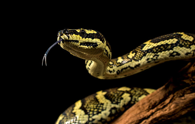 Reptiles, Python, Snake, HD wallpaper