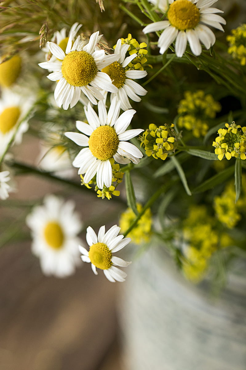 chamomile, bouquet, flowers, petals, macro, HD phone wallpaper