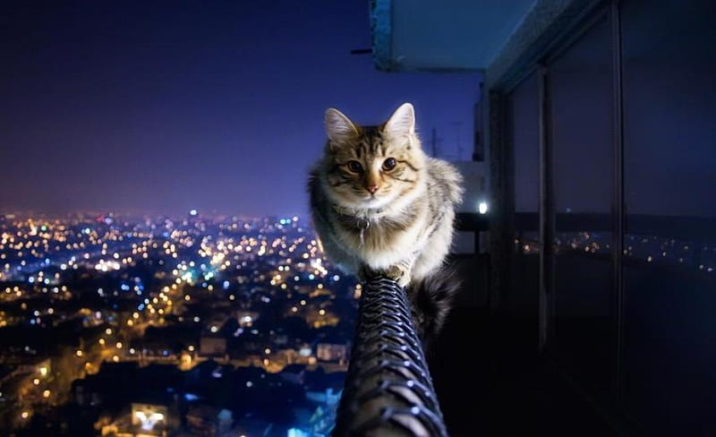 Fearless Freddie, furry, city lights, nature, cat, animal, creature, HD wallpaper