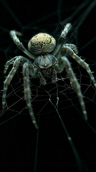 Skulltula, spider, jogos, HD phone wallpaper