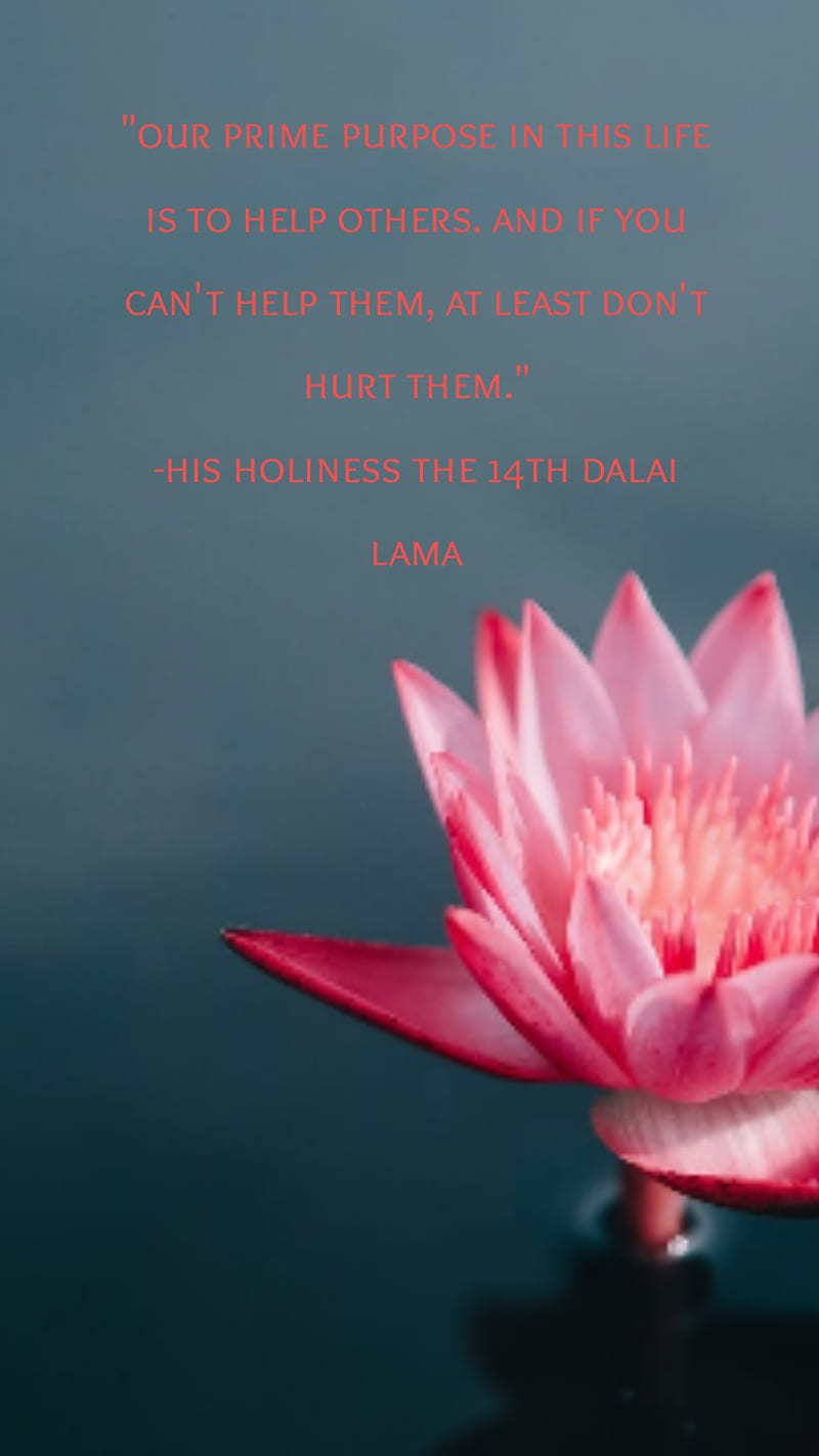 Dalai Lama Quote, buddha, buddhism, dalai lama, help, helpful, lotus, love,  mindfulness, HD phone wallpaper | Peakpx
