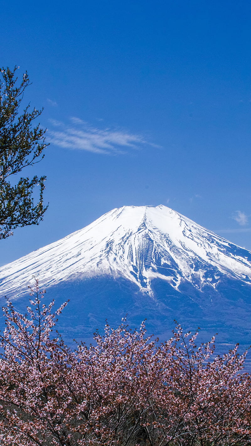 Mount fuji , mount fuji, japan, sakura, spring, volcano, HD phone wallpaper