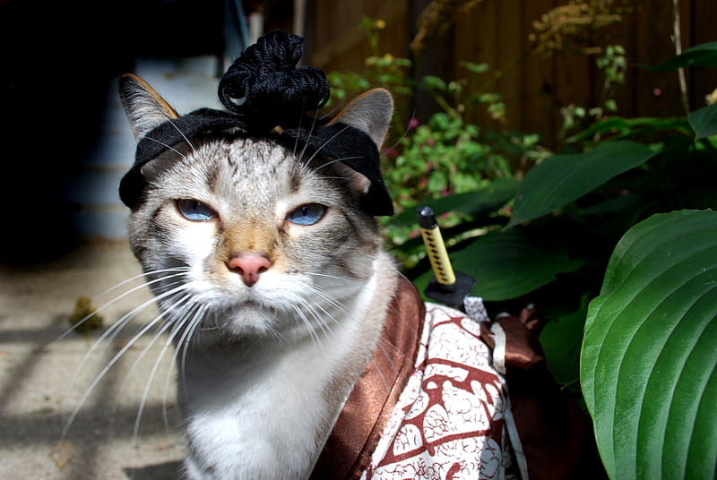 SAMOURAI CAT, nature, funny, cat, animal, HD wallpaper | Peakpx