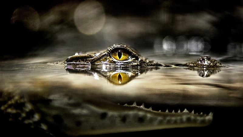 alligator eye, yellow, water, alligator, eye, HD wallpaper