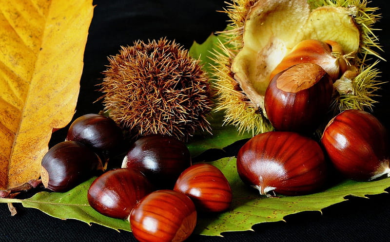 *** Chestnut ***, chestnut, nuts, nature, food, HD wallpaper