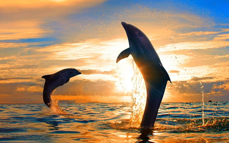 Dance in sunset, Dolphins, fish, sunset, sky, animals, sea, HD wallpaper