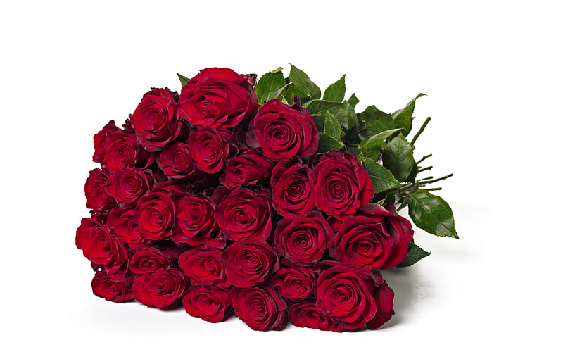 Dark red roses bouquet, roses on white background, bouquet on a white background, beautiful flowers, roses, background with red roses, HD wallpaper