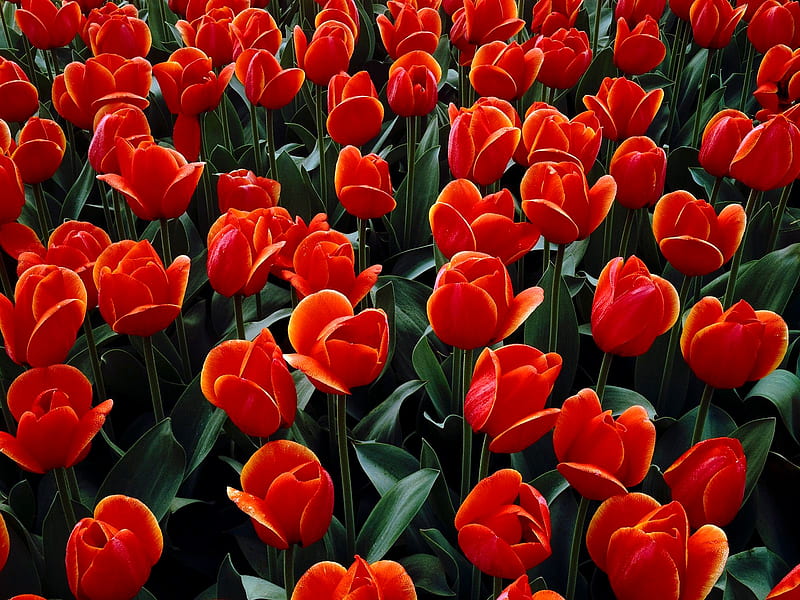 BED OF RED TULIPS, red, garden, tulips, wide, HD wallpaper