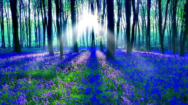 Forest With Trees And Bluebell Flowers During Morning Sunbeam Flowers, HD wallpaper
